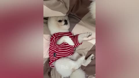 Funniest Dogs and Cats 😺🐶 Funny Animals 2023