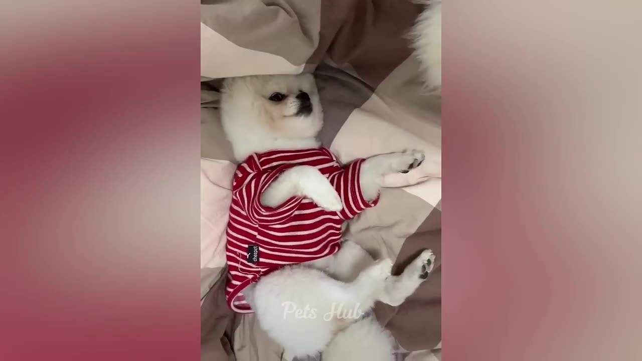Funniest Dogs and Cats 😺🐶 Funny Animals 2023