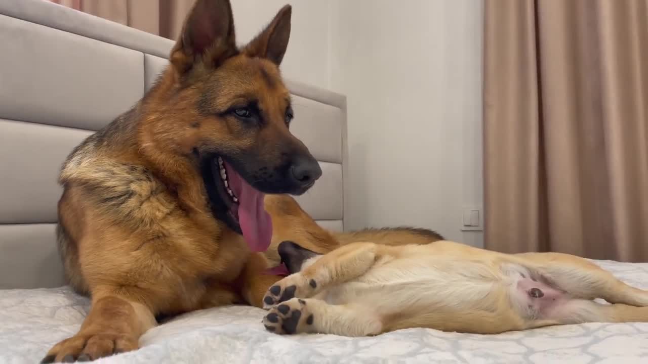 Puppy_Shows_His_Love_For_German_Shepherd