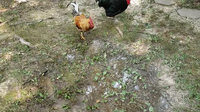 Ricky the Rooster gone crazy dancing in mud puddle