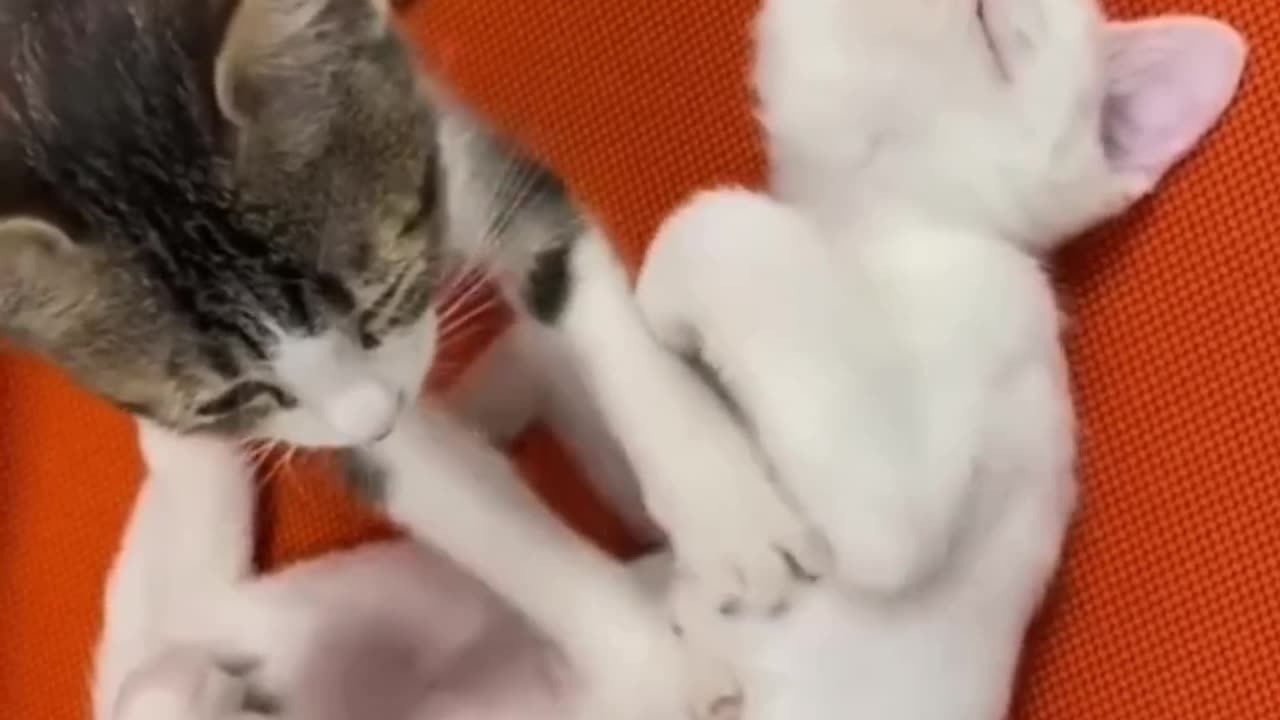FUNNY CATS and DOGS & other ANIMALS New Funniest Animals Videos 2023.....