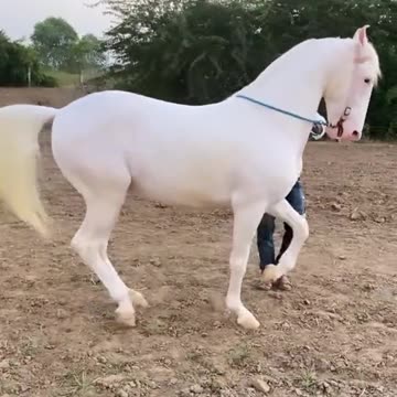 Horse dance first videos upload in my channel