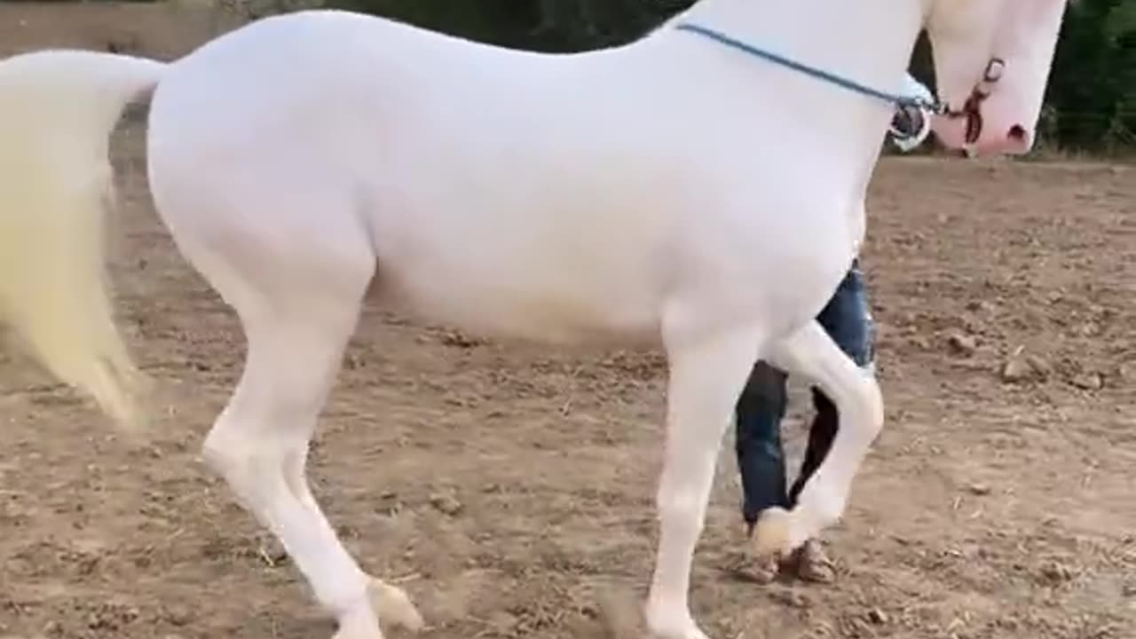 Horse dance first videos upload in my channel