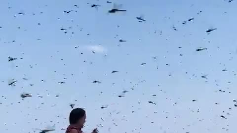 Remember that plague of locusts???