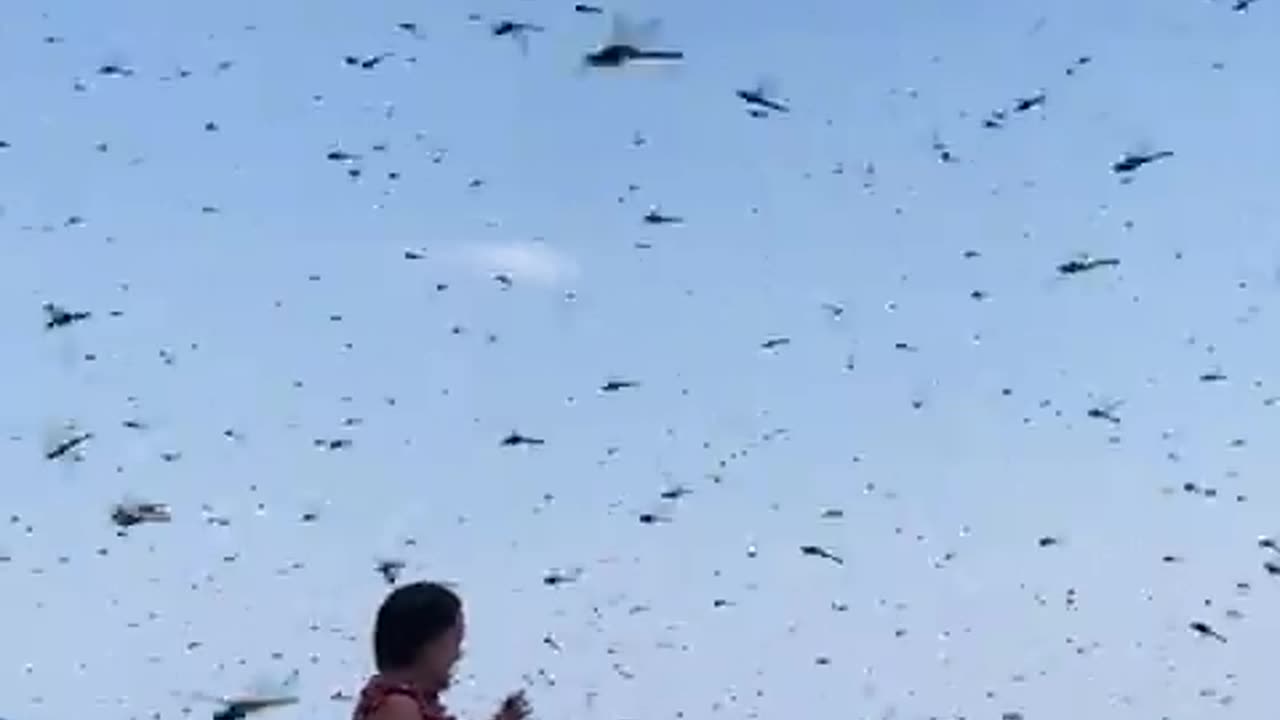 Remember that plague of locusts???