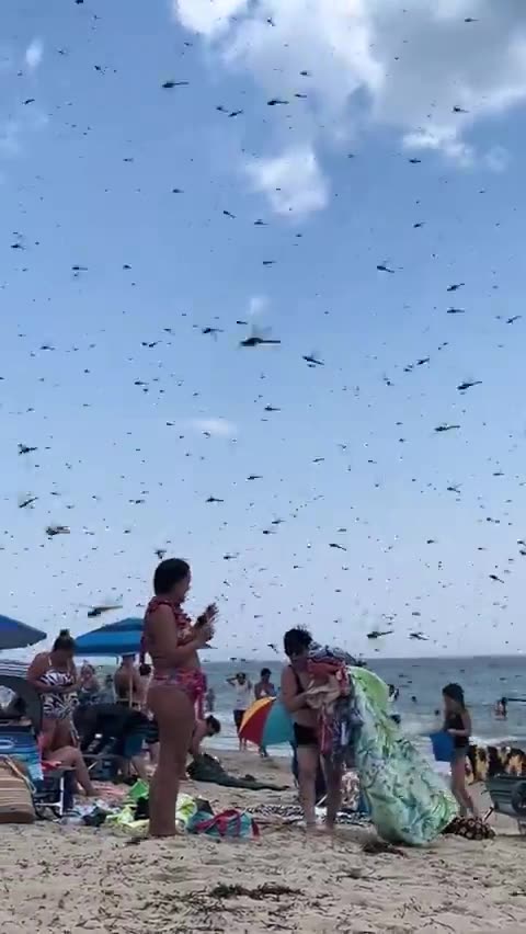 Remember that plague of locusts???