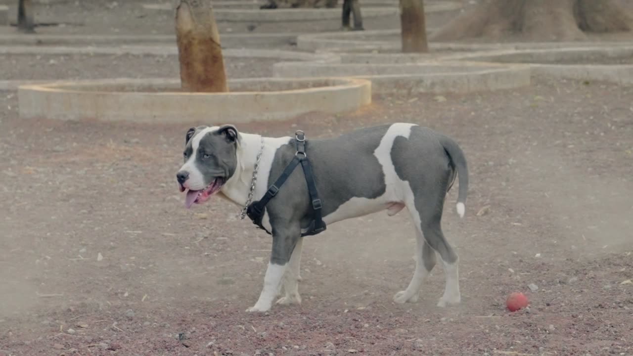 Two dogs are playing together.