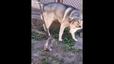 Try Not To Laugh Dogs And Cats 😁 - Funniest Animals Video 2023