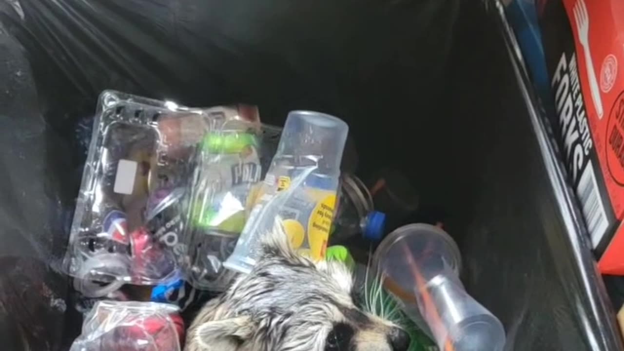 Trash Panda Ball Pit