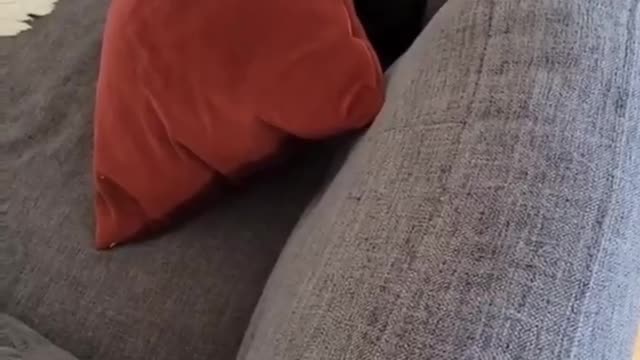 Gatos sapecas