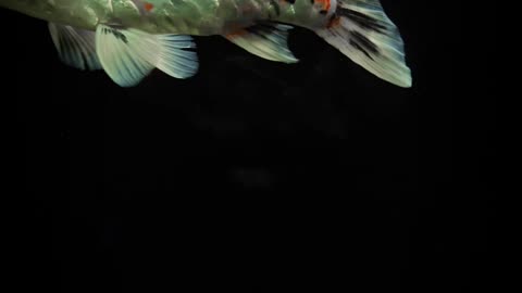 Beautifull fish video