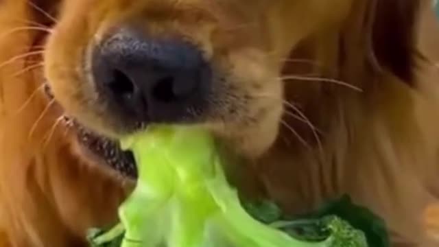 Funniest Animals Video Funny Dogs #funny #funnyvideo #funnyvideos #dog #funnydogs #doglover #animal