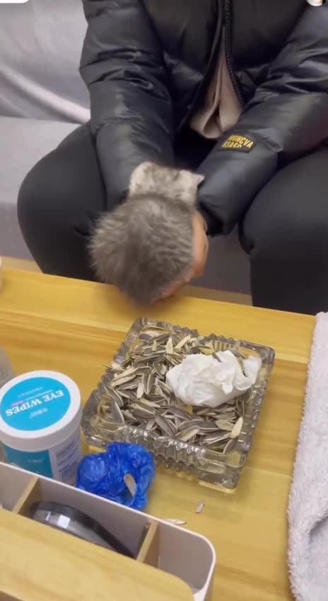 Perfect spot for kitten 😍😍