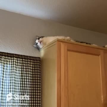 Kylo just hanging out & day dreaming about next escapade #catshorts #kylothecat