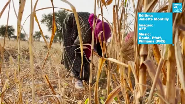 India's Bishnoi community: The original eco-warriors