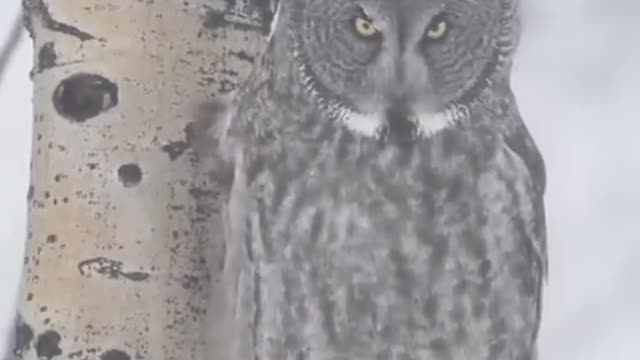 Funny animaux