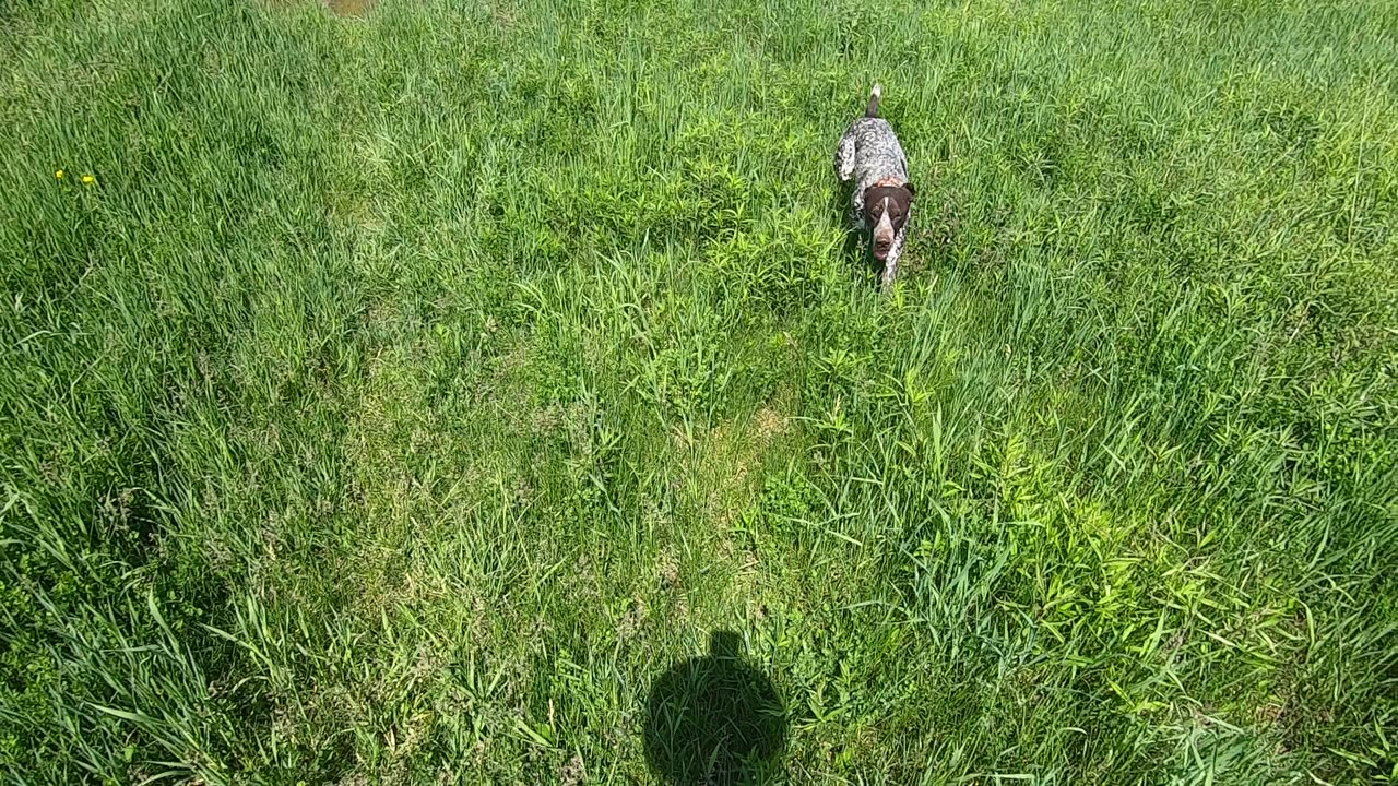 German Shorthair Bingo