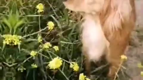 Funnies Pets In The World | Funny Dogs | #120