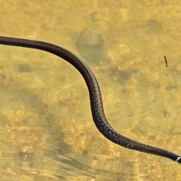 Beautiful young grass snake swimming towards me / Young snake in the river.