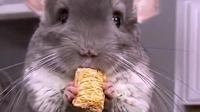Adorable Funny Chinchilla