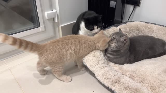 Kitten adorably wakes up cat and demands attention