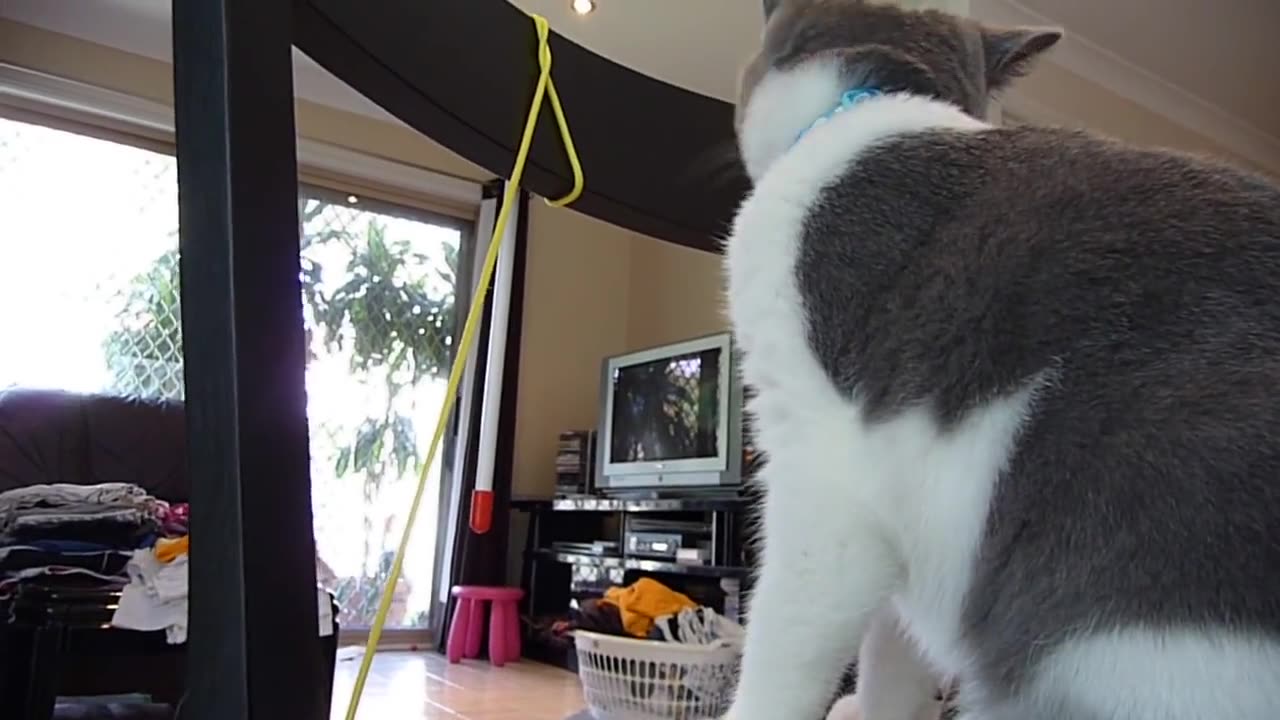 British cat🐶 funny video 😁😁