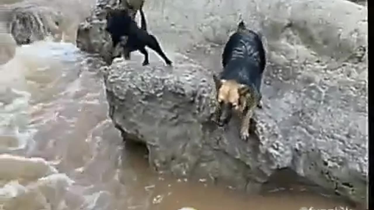 Dog 🐕 Pro 🔥✌️ Funny 😅🤣 (Dog) Comedy (Animals) funny 😂😂Amezing comedy