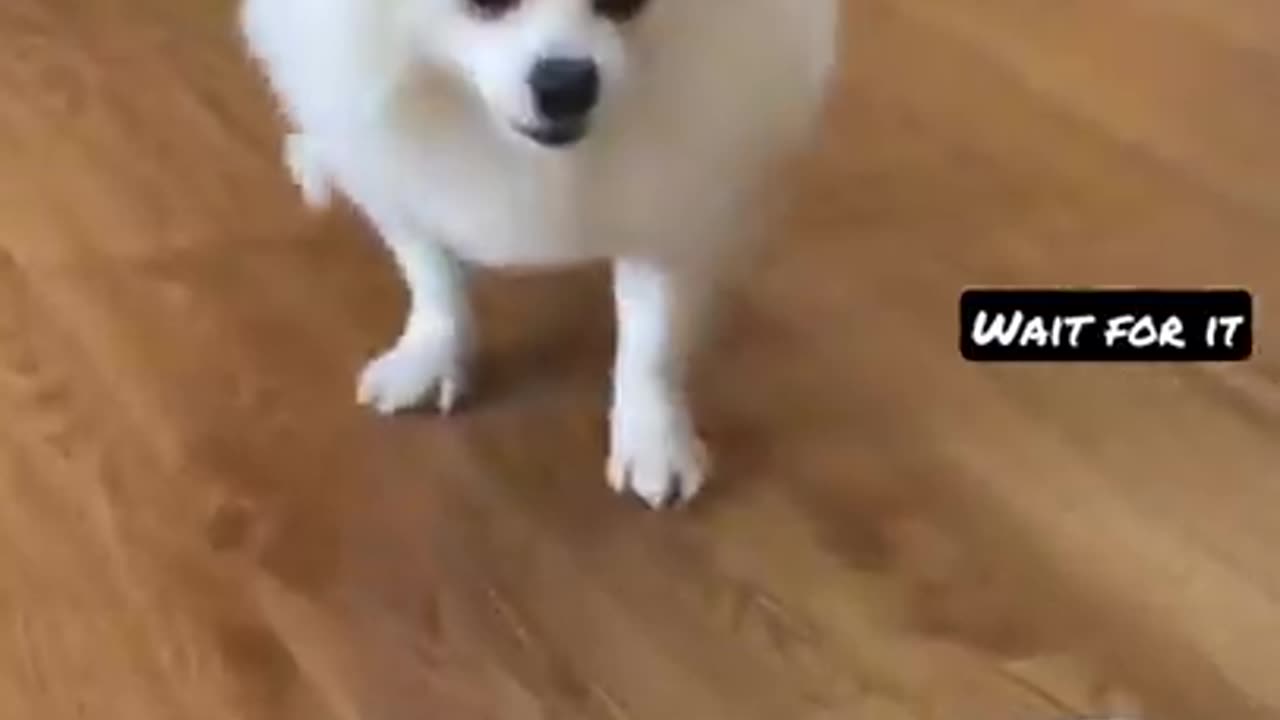 funny cute dogs video