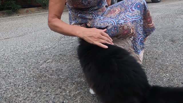 Beautiful tuxedo cat talking to me with her irresistible cute meow