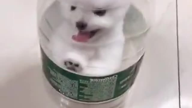 Watch this adorable Puppy inside the Jar