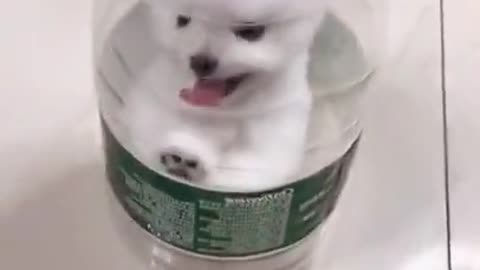 Watch this adorable Puppy inside the Jar