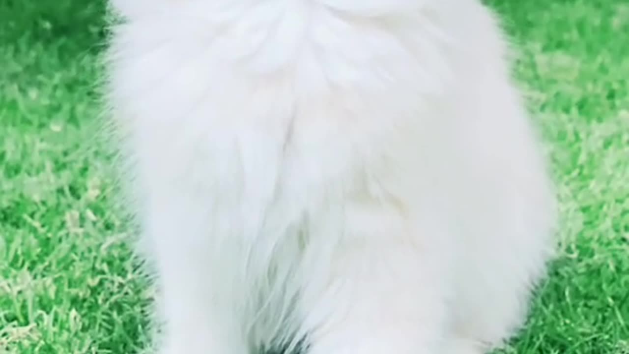 Meet the Stunning White Cat!