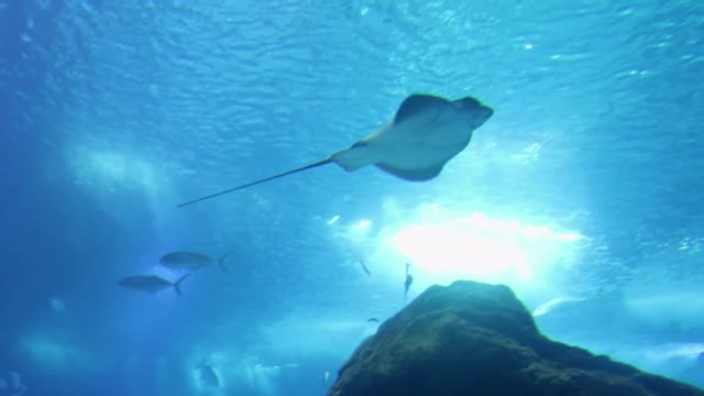 under sea life
