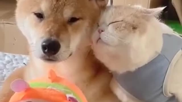 Cute cat and dog