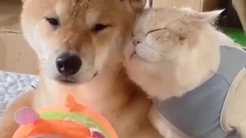 Cute cat and dog
