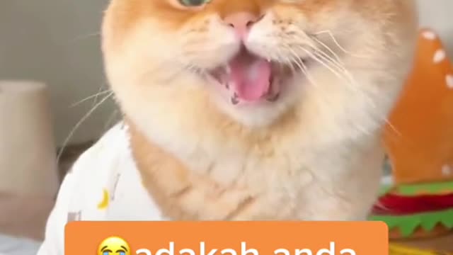 Cat kucing membangunkan tuannya