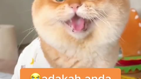 Cat kucing membangunkan tuannya