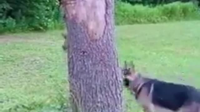 SOO FUNNY - DOG AND SQUIRREL ! | Dog Training 2022