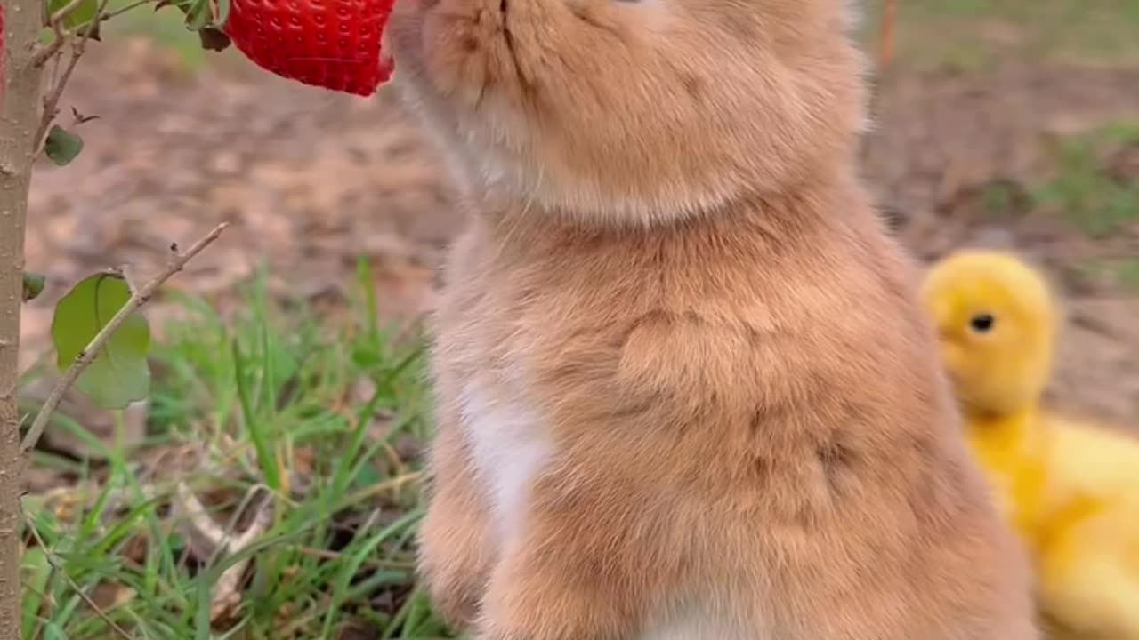 Little_Rabbit_Eating____#cute_#animalovers