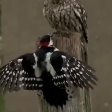 Little Owl vs. Great spotted Woodpecker | wildlife animals