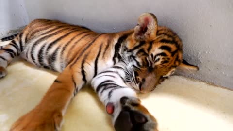 Vlad and Mama at sleeping tiger farm