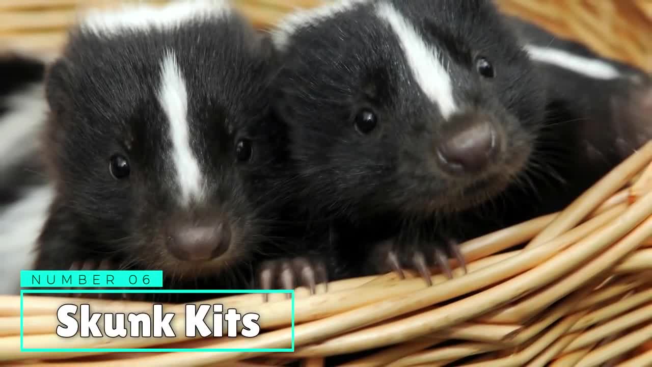 Cute Wild Animals That Will Make You Go AWWWW!