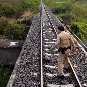 WATCH: Driver's Swift Action Brings Train to a stop and animals was safely removed
