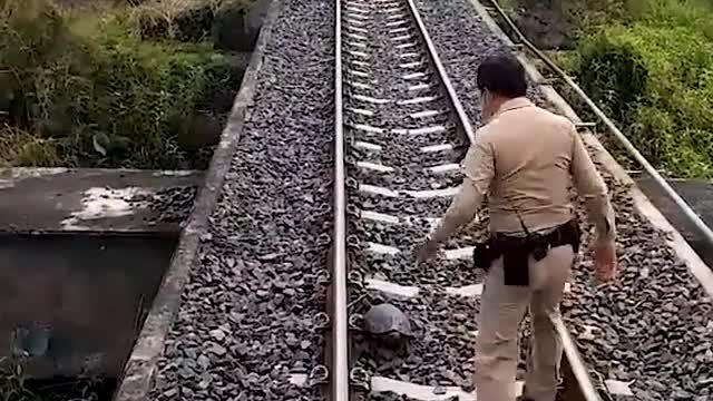 WATCH: Driver's Swift Action Brings Train to a stop and animals was safely removed