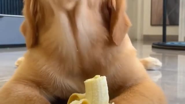 My puppy like eating banana 🥰