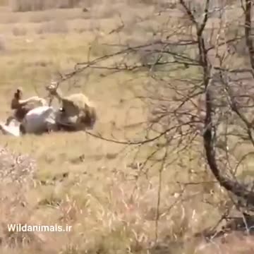 Il fenomeno "a spirale" della morte improvvisa si sta ora ...