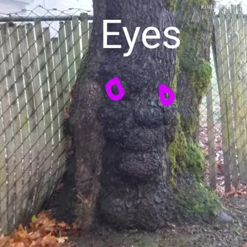 I see Grandma's face in this Tree trunk.