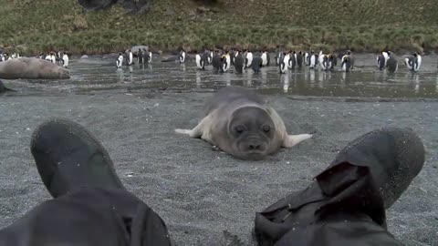 Curious Baby Seal Approaches Cameraman