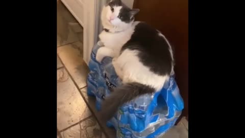 Cute and beautiful cat.#cat#cutecat