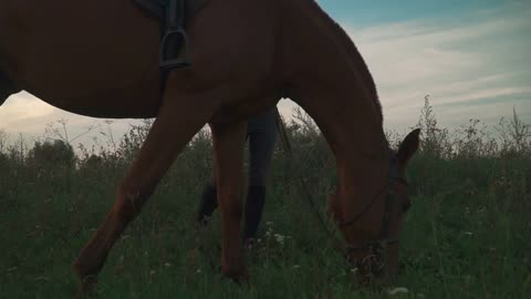 Young girl is holding the horse in check